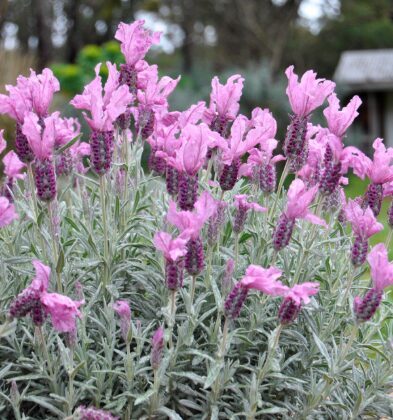 Franču lavanda 'Compact Silver Bicolor'